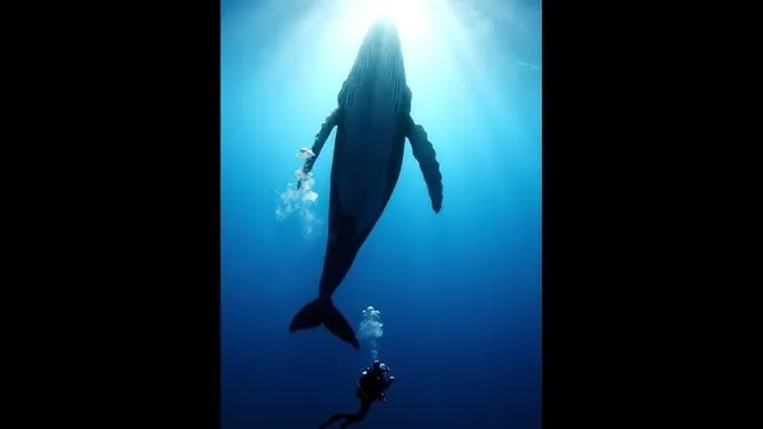 满江红 电影 - 深蓝星球：探索海洋深处的未知世界